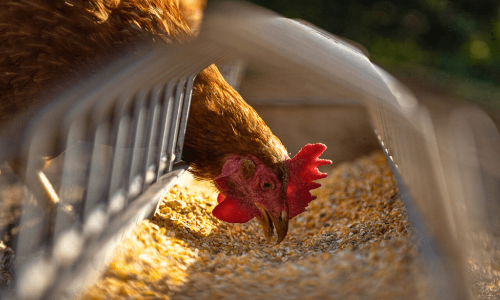 Chicken pecking at durable feed inside enclosure representing animal nutrition packaging.